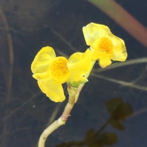 Utricularia australis at Wollogorang, NSW - 26 Nov 2020 02:22 AM