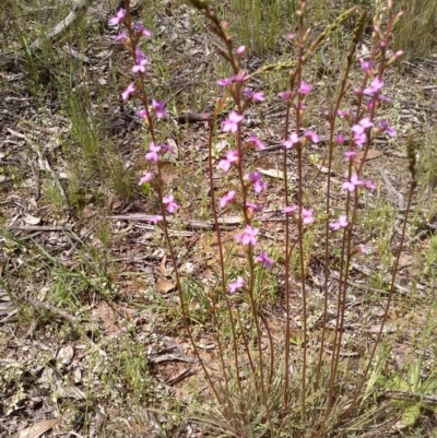 Stylidium graminifolium (Grass Triggerplant) at Forde, ACT - 21 Oct 2020 by abread111