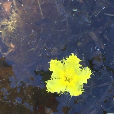 Nymphoides sp. (A Marshwort) at Wollogorang, NSW - 25 Nov 2020 by JaneR