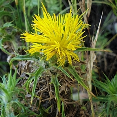 Carthamus lanatus (Saffron Thistle) at Cook, ACT - 25 Nov 2020 by drakes