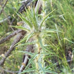 Carthamus lanatus at Cook, ACT - 25 Nov 2020 09:53 PM