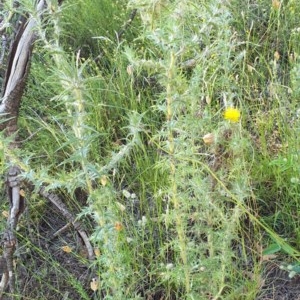 Carthamus lanatus at Cook, ACT - 25 Nov 2020 09:53 PM