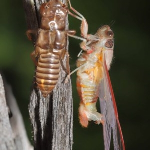 Yoyetta sp. (genus) at Evatt, ACT - 22 Nov 2020