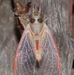 Yoyetta sp. (genus) at Evatt, ACT - 22 Nov 2020