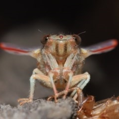 Yoyetta sp. (genus) at Evatt, ACT - 22 Nov 2020 12:16 PM