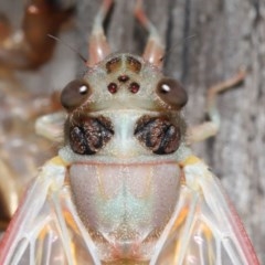 Yoyetta sp. (genus) at Evatt, ACT - 22 Nov 2020