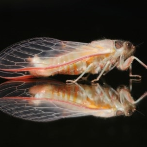 Yoyetta sp. (genus) at Evatt, ACT - 22 Nov 2020