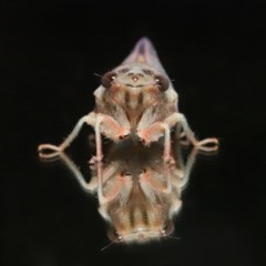 Yoyetta sp. (genus) at Evatt, ACT - 22 Nov 2020