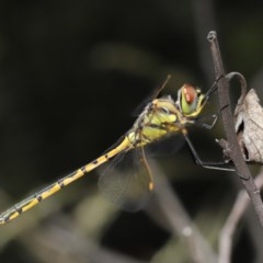 Hemicordulia tau (Tau Emerald) at Downer, ACT - 23 Nov 2020 by TimL