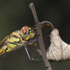 Hemicordulia tau at Downer, ACT - 24 Nov 2020