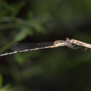 Austrolestes leda at Acton, ACT - 25 Nov 2020