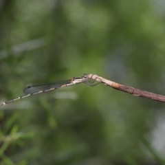 Austrolestes leda at Acton, ACT - 25 Nov 2020