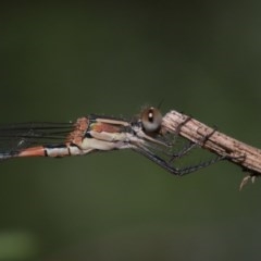 Austrolestes leda at Acton, ACT - 25 Nov 2020