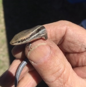 Acritoscincus duperreyi at Peak View, NSW - 21 Oct 2019 01:59 AM