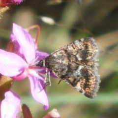 Oenogenes fugalis (A Pyralid moth) at Cotter River, ACT - 25 Nov 2020 by Christine