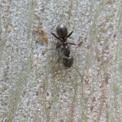 Anonychomyrma sp. (genus) (Black Cocktail Ant) at Lower Cotter Catchment - 25 Nov 2020 by Christine