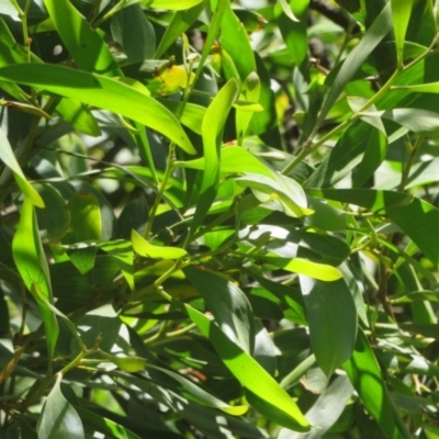 Acacia melanoxylon (Blackwood) at Lower Cotter Catchment - 25 Nov 2020 by Christine