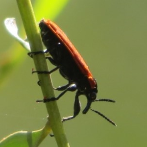 Rhinotia haemoptera at Cotter River, ACT - 26 Nov 2020