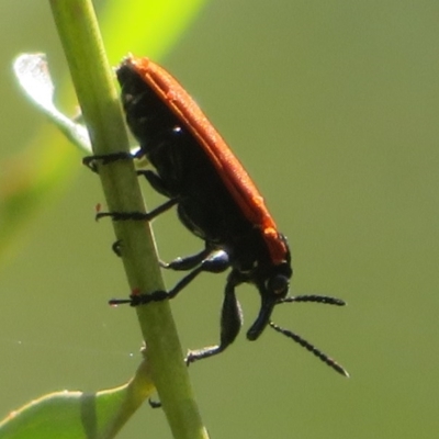 Rhinotia haemoptera (Lycid-mimic belid weevil, Slender Red Weevil) at Lower Cotter Catchment - 25 Nov 2020 by Christine