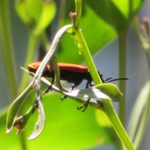 Rhinotia haemoptera at Cotter River, ACT - 26 Nov 2020