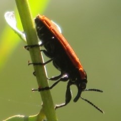 Rhinotia haemoptera at Cotter River, ACT - 26 Nov 2020