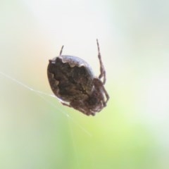 Araneinae (subfamily) (Orb weaver) at Lower Cotter Catchment - 25 Nov 2020 by Christine