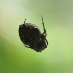 Araneinae (subfamily) at Cotter River, ACT - 26 Nov 2020