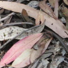 Lampropholis guichenoti (Common Garden Skink) at Lower Cotter Catchment - 25 Nov 2020 by Christine