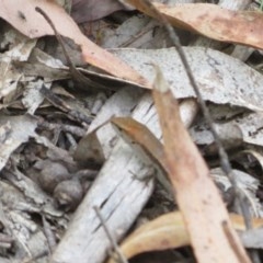 Lampropholis guichenoti at Cotter River, ACT - 26 Nov 2020