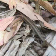 Lampropholis guichenoti at Cotter River, ACT - 26 Nov 2020