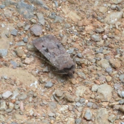 Agrotis infusa (Bogong Moth, Common Cutworm) at Lower Cotter Catchment - 25 Nov 2020 by Christine