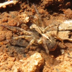 Venatrix sp. (genus) at Cotter River, ACT - 25 Nov 2020 by Christine