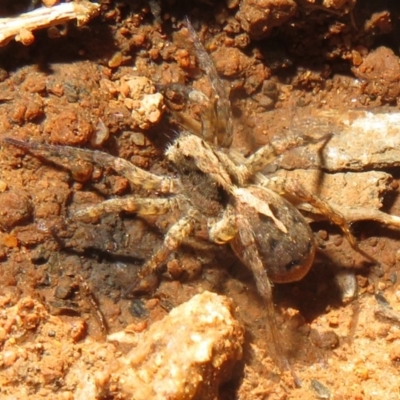 Unidentified Wolf spider (Lycosidae) at Cotter River, ACT - 25 Nov 2020 by Christine