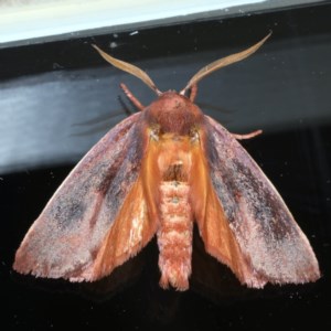 Cryptophasa rubescens at Ainslie, ACT - 25 Nov 2020