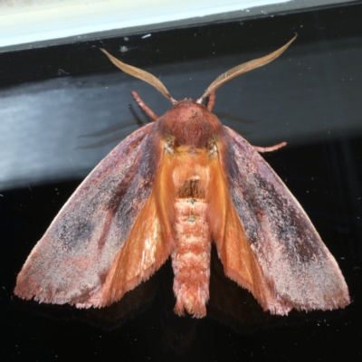 Cryptophasa rubescens (A Timber Moth) at Ainslie, ACT - 25 Nov 2020 by jb2602