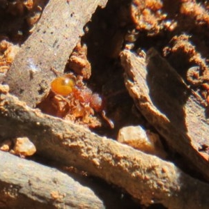 Meranoplus sp. (genus) at Cotter River, ACT - 25 Nov 2020