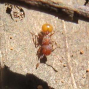 Meranoplus sp. (genus) at Cotter River, ACT - 25 Nov 2020