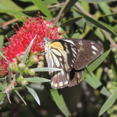 Belenois java (Caper White) at Pollinator-friendly garden Conder - 13 Nov 2020 by michaelb