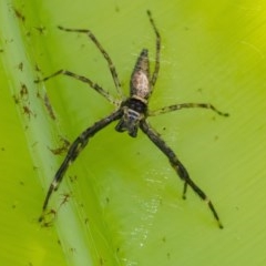 Helpis minitabunda (Threatening jumping spider) at ANBG - 24 Nov 2020 by WHall