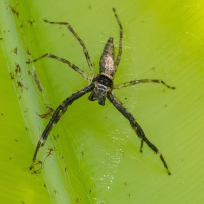 Helpis minitabunda (Threatening jumping spider) at Acton, ACT - 24 Nov 2020 by WHall