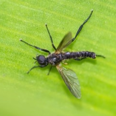 Bibionidae (family) (Bibionid fly) at Acton, ACT - 24 Nov 2020 by WHall