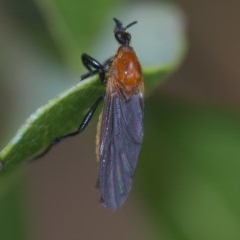 Bibio imitator (Garden maggot) at Acton, ACT - 24 Nov 2020 by WHall