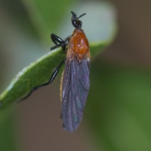 Bibio imitator at Acton, ACT - 25 Nov 2020 02:34 AM