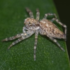 Helpis minitabunda (Threatening jumping spider) at Acton, ACT - 24 Nov 2020 by WHall