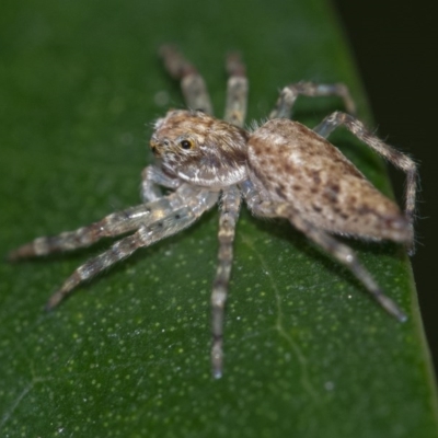 Helpis minitabunda (Threatening jumping spider) at ANBG - 24 Nov 2020 by WHall