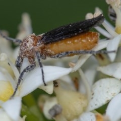 Bibio imitator (Garden maggot) at Acton, ACT - 24 Nov 2020 by WHall