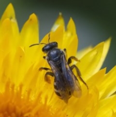 Lasioglossum (Chilalictus) sp. (genus & subgenus) (Halictid bee) at Acton, ACT - 25 Nov 2020 by WHall