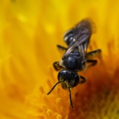 Lasioglossum (Chilalictus) sp. (genus & subgenus) at Acton, ACT - 25 Nov 2020