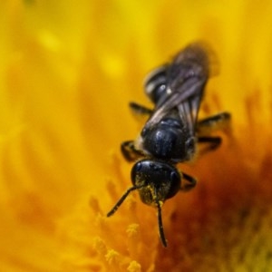 Lasioglossum (Chilalictus) sp. (genus & subgenus) at Acton, ACT - 25 Nov 2020