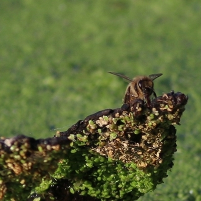 Apis mellifera (European honey bee) at Albury - 26 Nov 2020 by Kyliegw